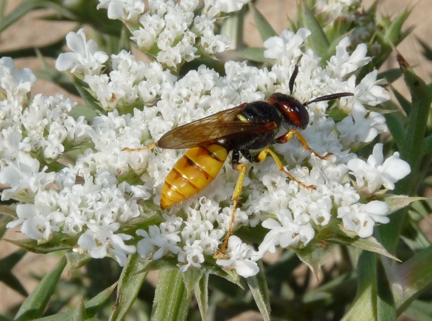 Philanthus triangulum e Philanthus venustus (Crabronidae)